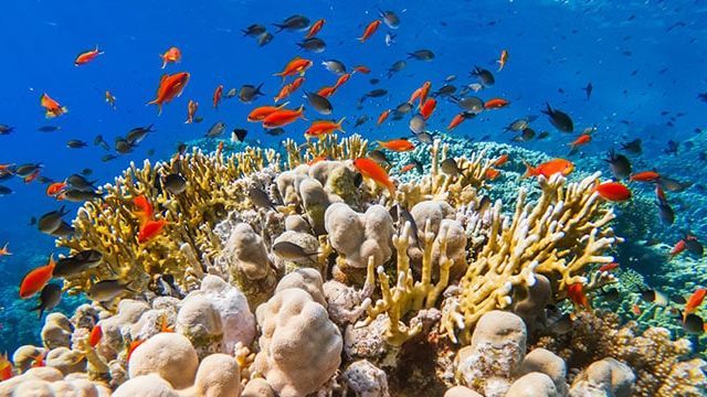 Sharm El-Sheikh