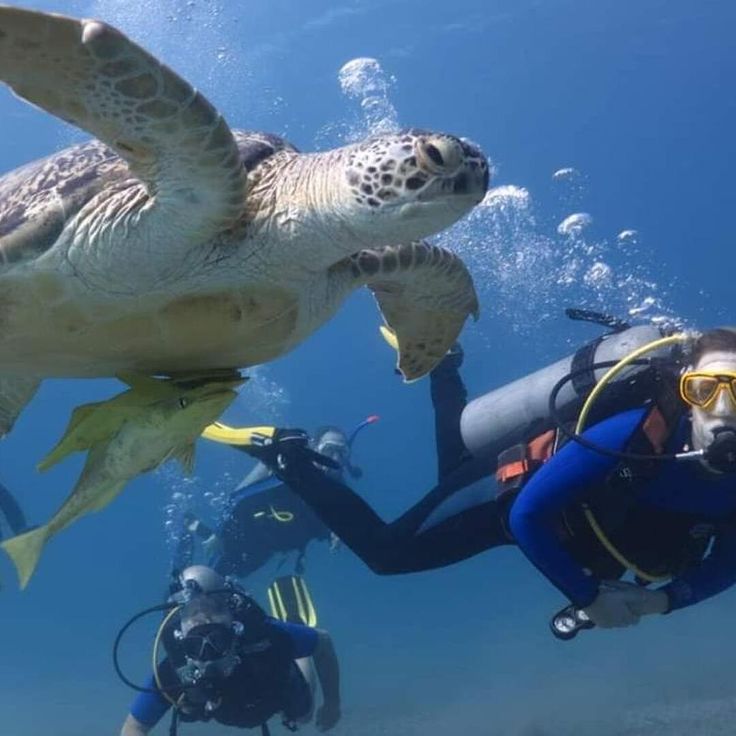 Diving