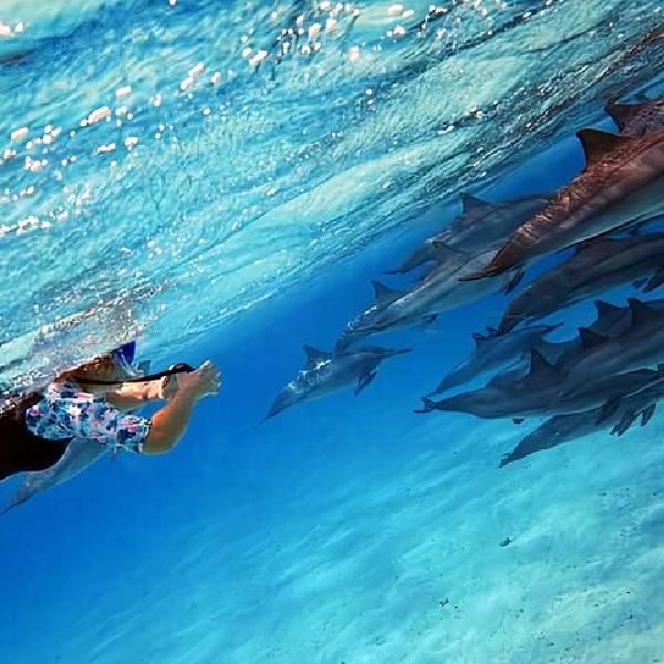 Visit the Dolphin House