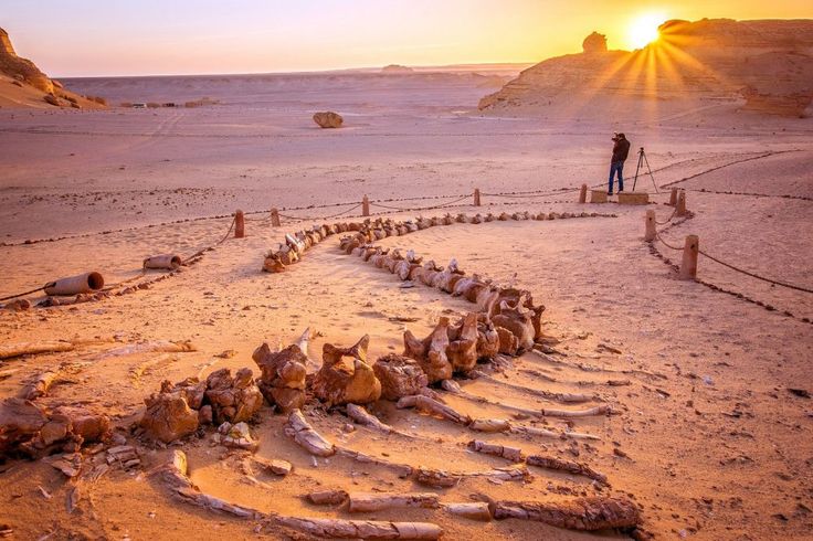 Wadi El Hitan (Valley of the Whales)